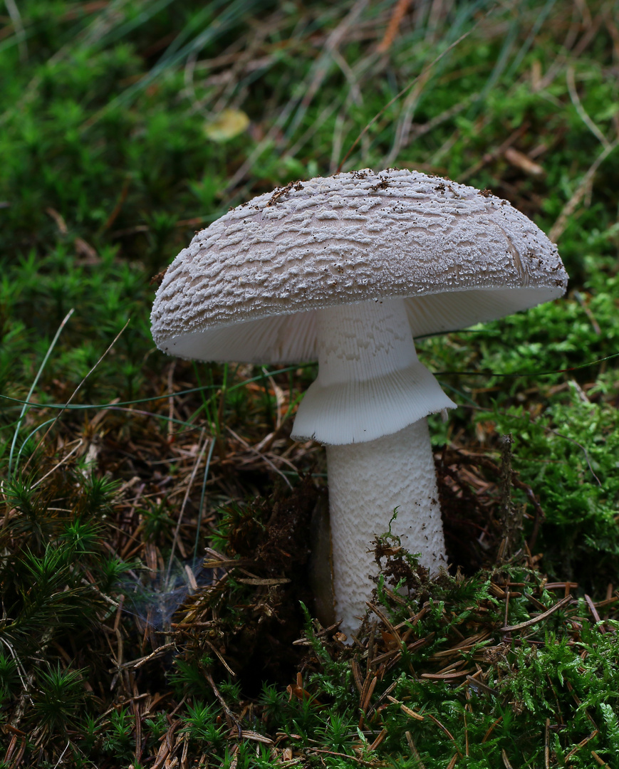 Grauer Wulstling/ Amanita excelsa