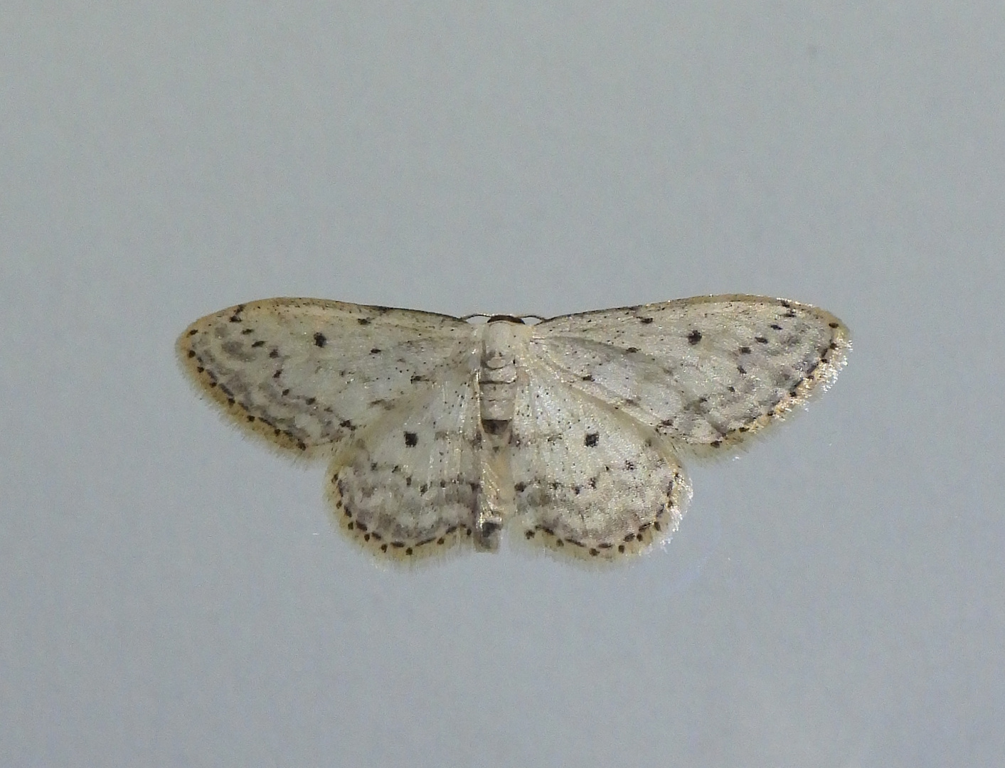 Grauer Zwergspanner (Idaea seriata) 