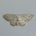 Grauer Zwergspanner (Idaea seriata) 