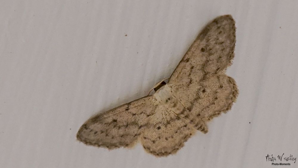 Grauer Zwergspanner - Idaea seriata