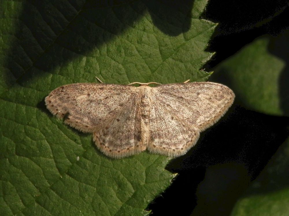 Grauer Zwergspanner (Idaea seriata)