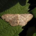 Grauer Zwergspanner (Idaea seriata)