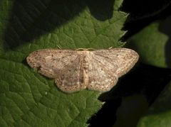 Grauer Zwergspanner (Idaea seriata)