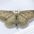 Grauer Zwergspanner (Idaea seriata)