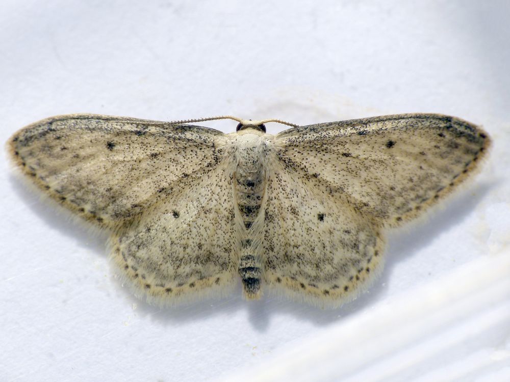 Grauer Zwergspanner (Idaea seriata)