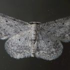 Grauer Zwergspanner (Idaea seriata) auf der Fensterscheibe