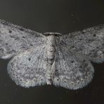 Grauer Zwergspanner (Idaea seriata) auf der Fensterscheibe