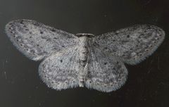 Grauer Zwergspanner (Idaea seriata) auf der Fensterscheibe