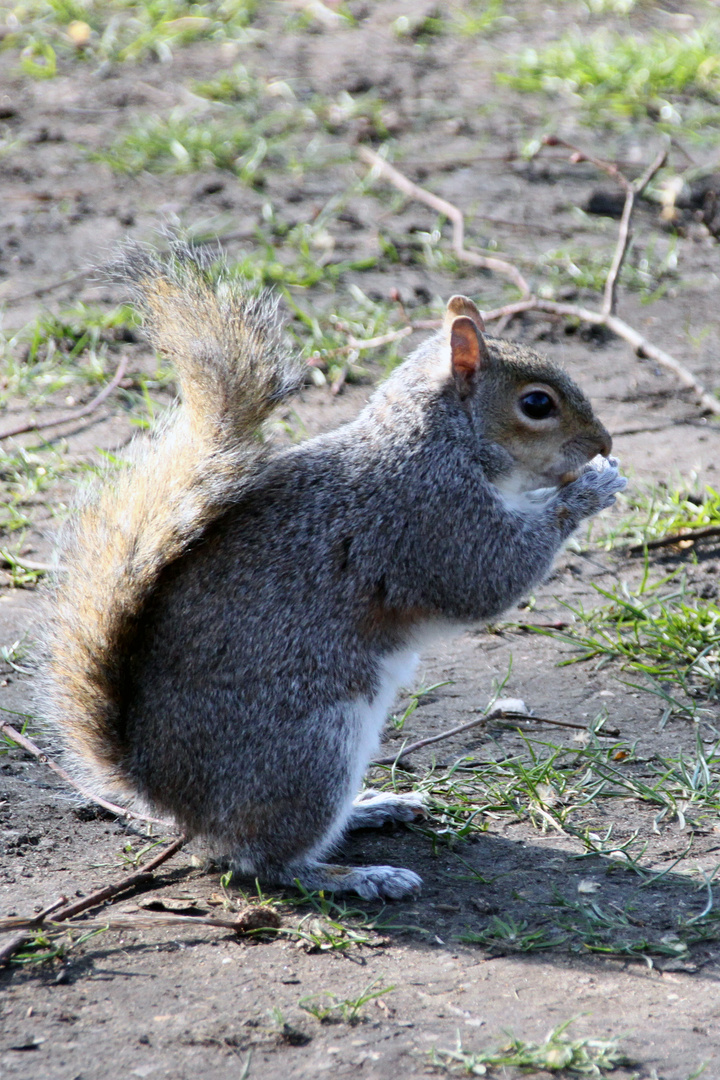 Graues Eichhörnchen