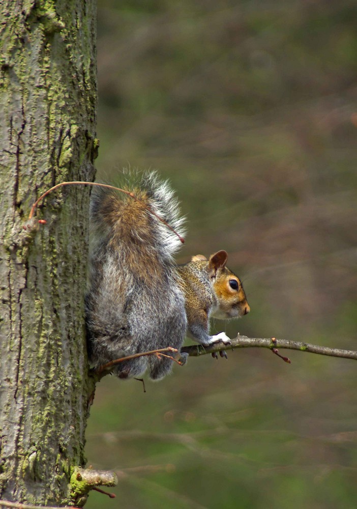 graues Eichhörnchen in England