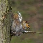 graues Eichhörnchen in England