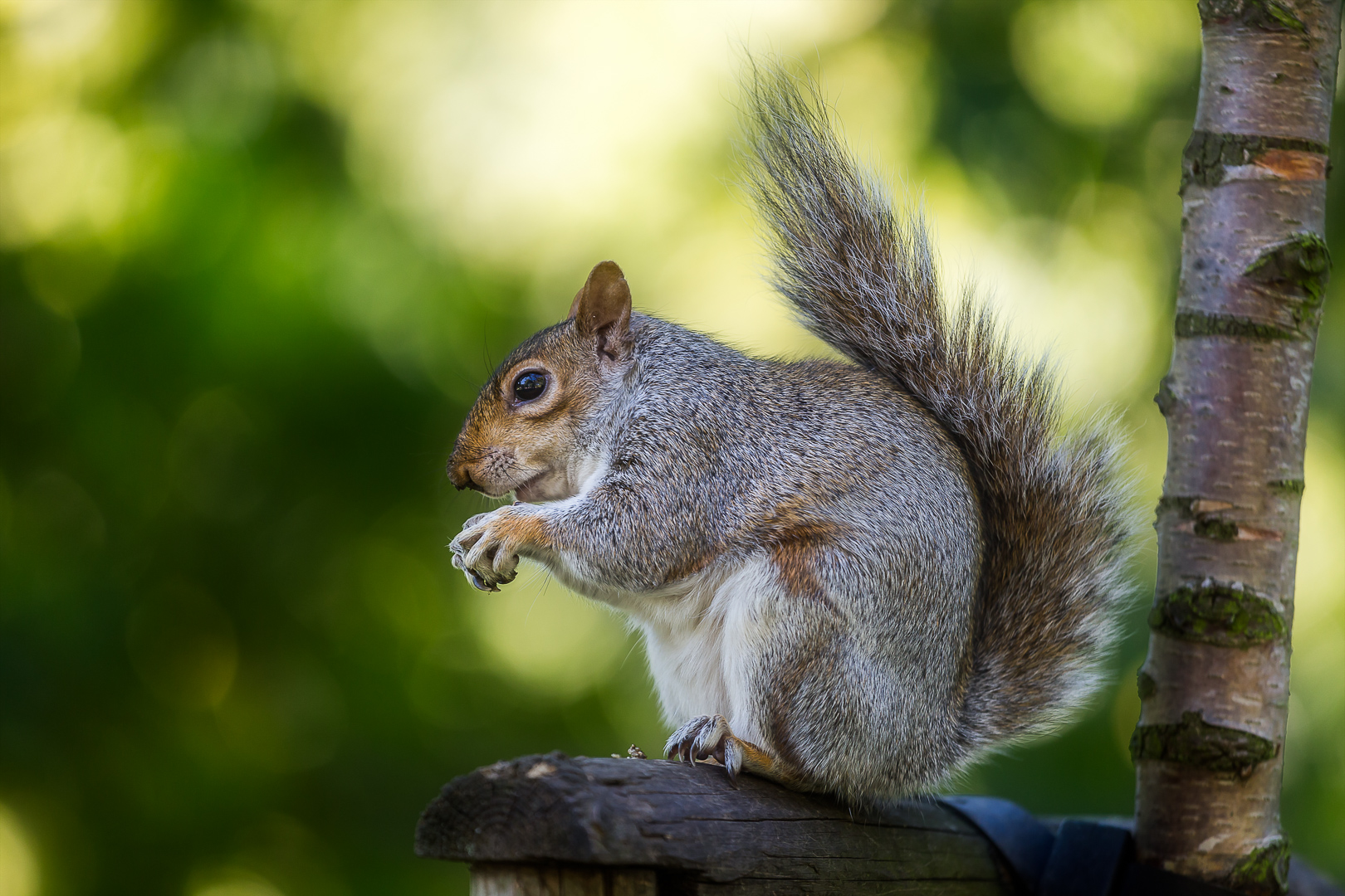 graues Eichhörnchen | Squirrel