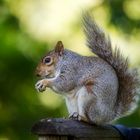 graues Eichhörnchen | Squirrel