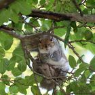 Graues Hörnchen im Park (Langhorne, Pennsylvania)