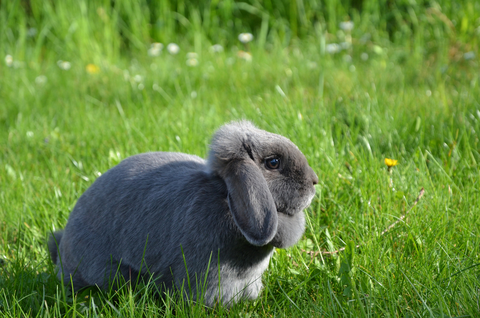 Graues Kaninchen