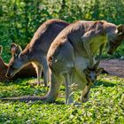 Graues Riesenkänguru Mit Nachwuchs im Beutel