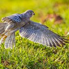 Graufalke (Gray Kestrel)