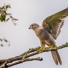 Graufalke - Grey Kestrel