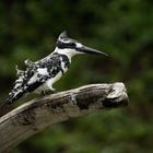 Graufischer am Chobe-Fluss, Botswana (Pied Kingfisher)