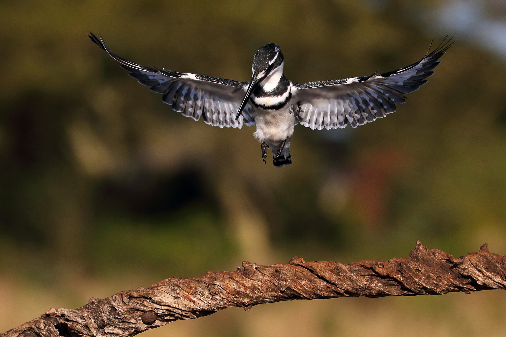 Graufischer beim Landeanflug