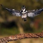 Graufischer beim Landeanflug