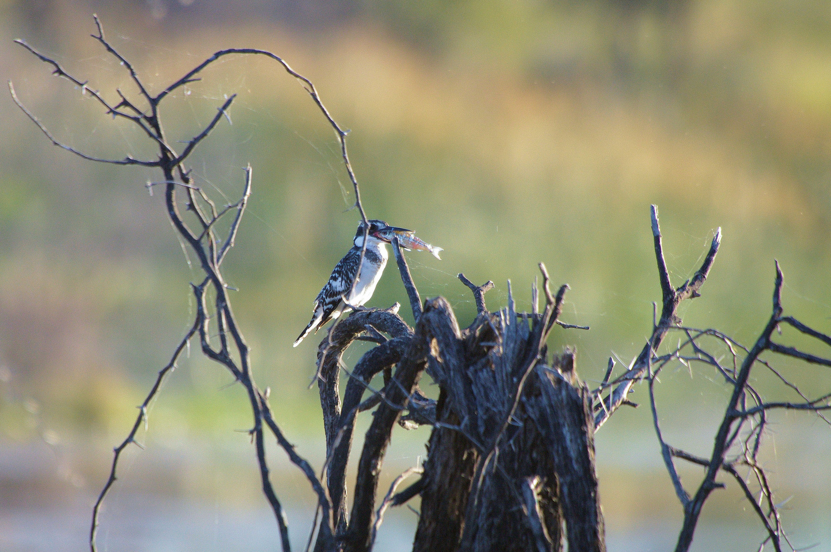 Graufischer, Botswana Mai 2011, Khwai River