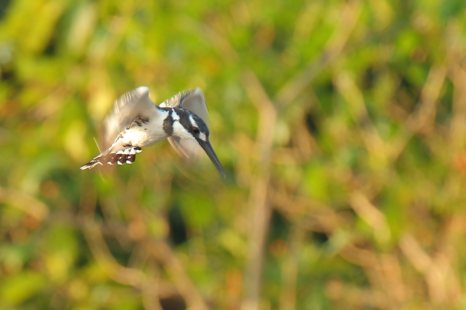 Graufischer (Cerile rudis)