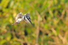 Graufischer (Cerile rudis)