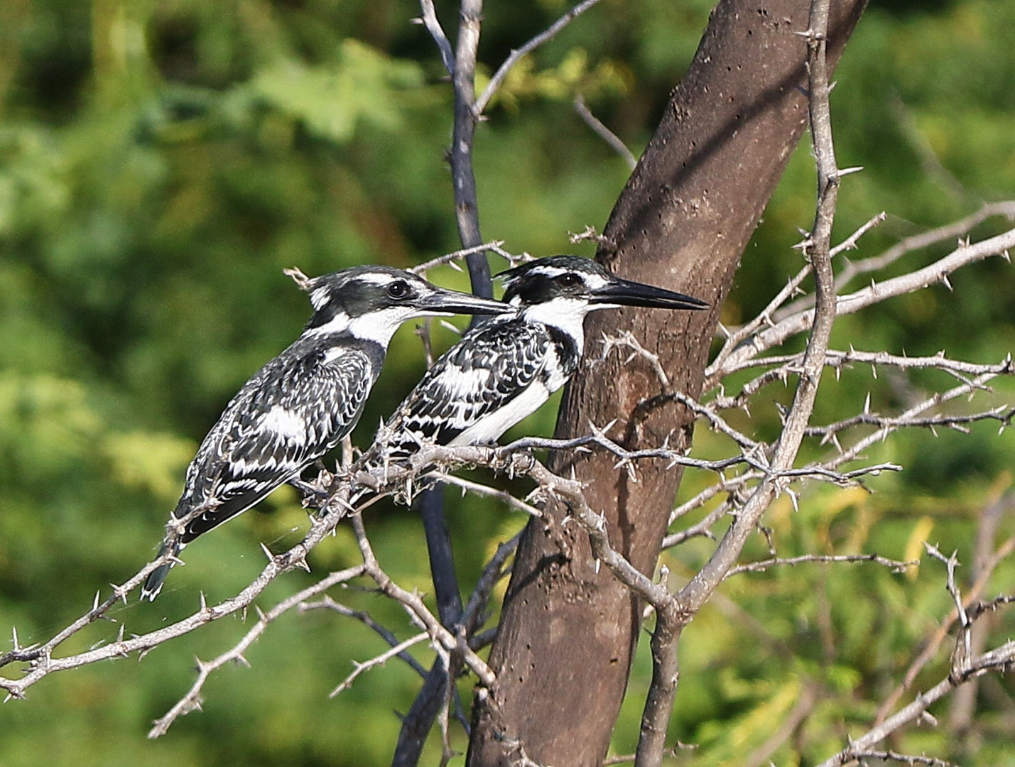 Graufischer - Ceryle r.rudis - Pärchen