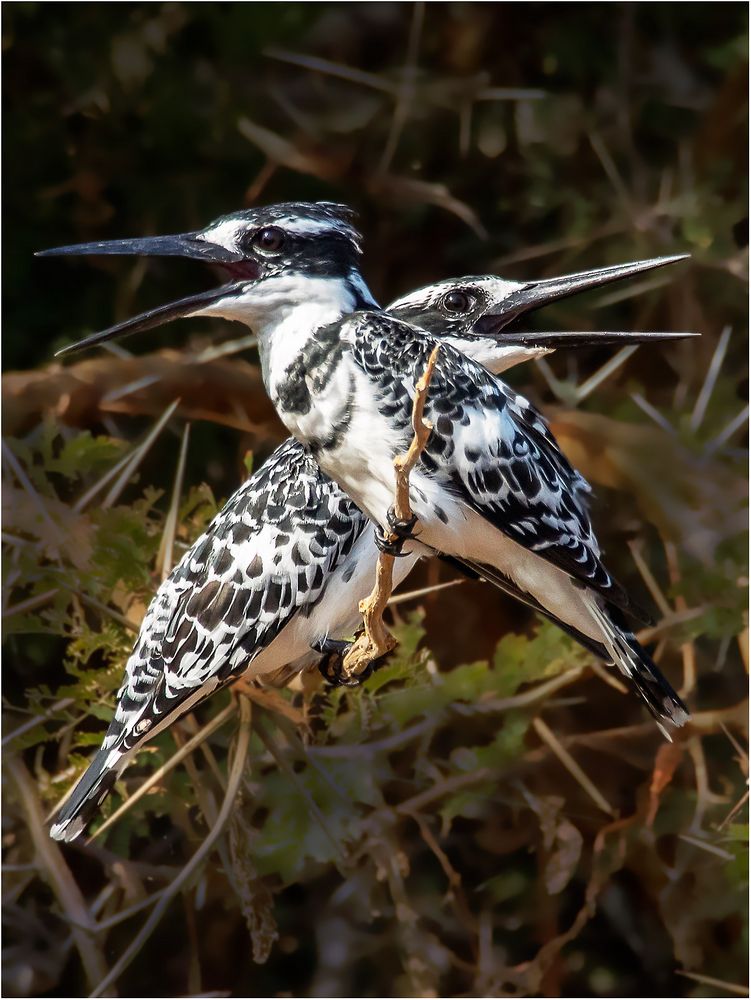 Graufischer (Ceryle rudis)