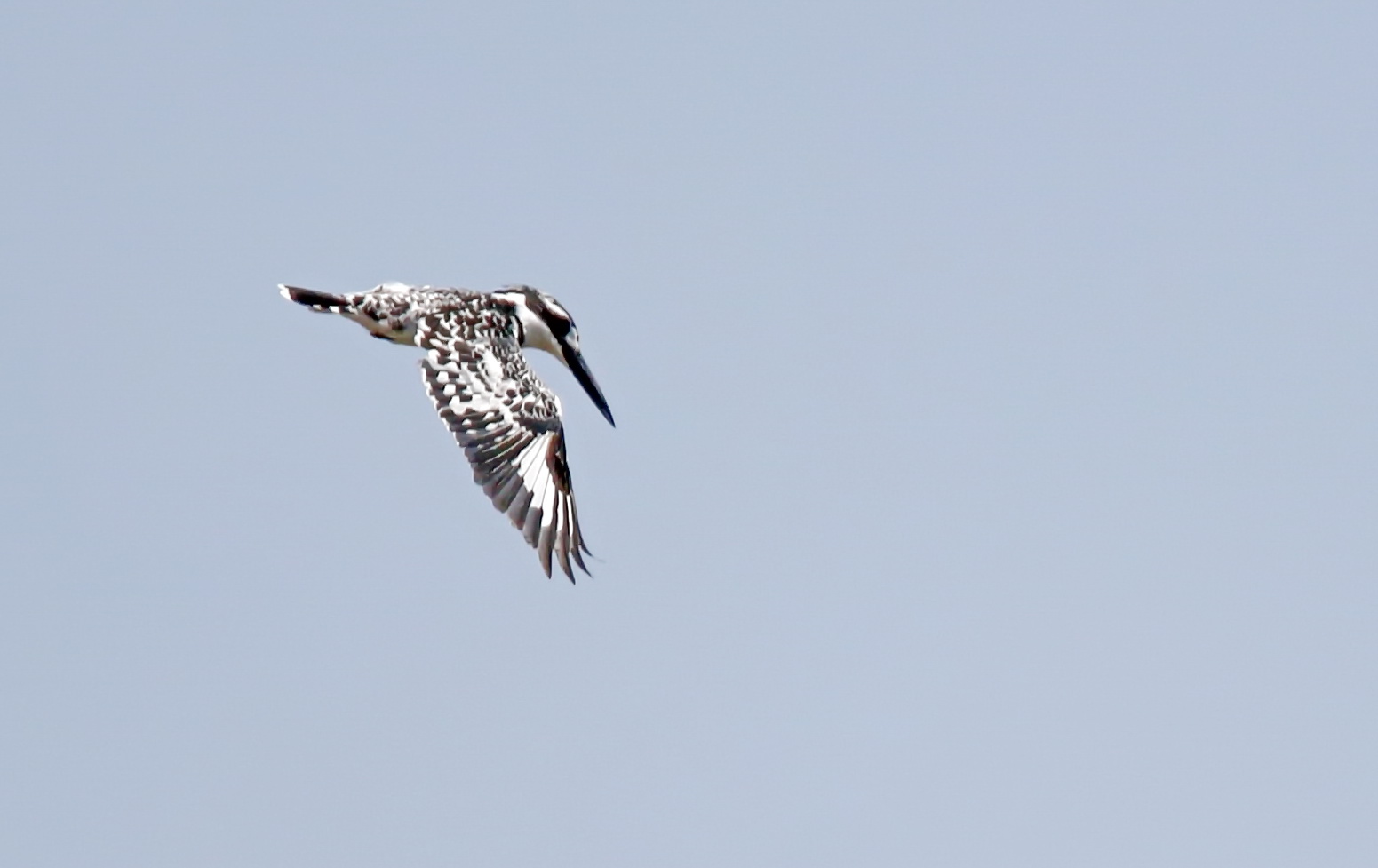 Graufischer (Ceryle rudis)