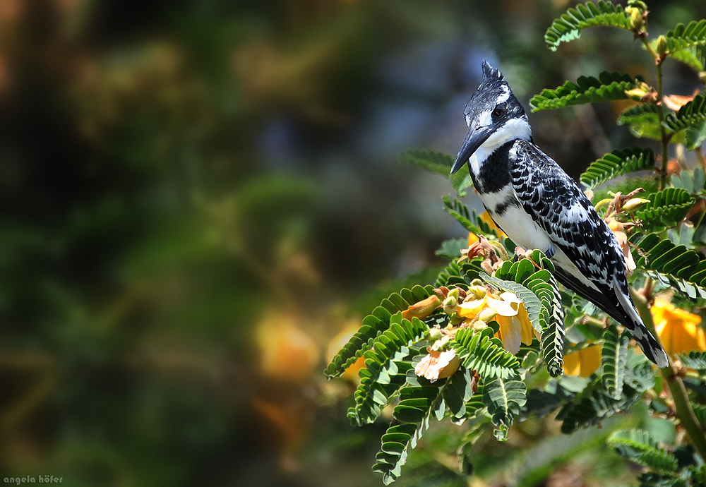 Graufischer (Ceryle rudis)