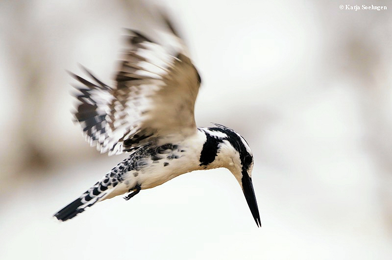 Graufischer (Ceryle rudis)