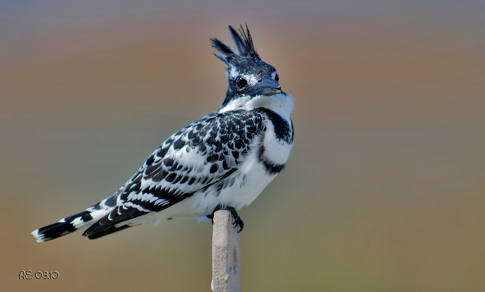 Graufischer ( Ceryle rudis )