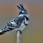 Graufischer ( Ceryle rudis )