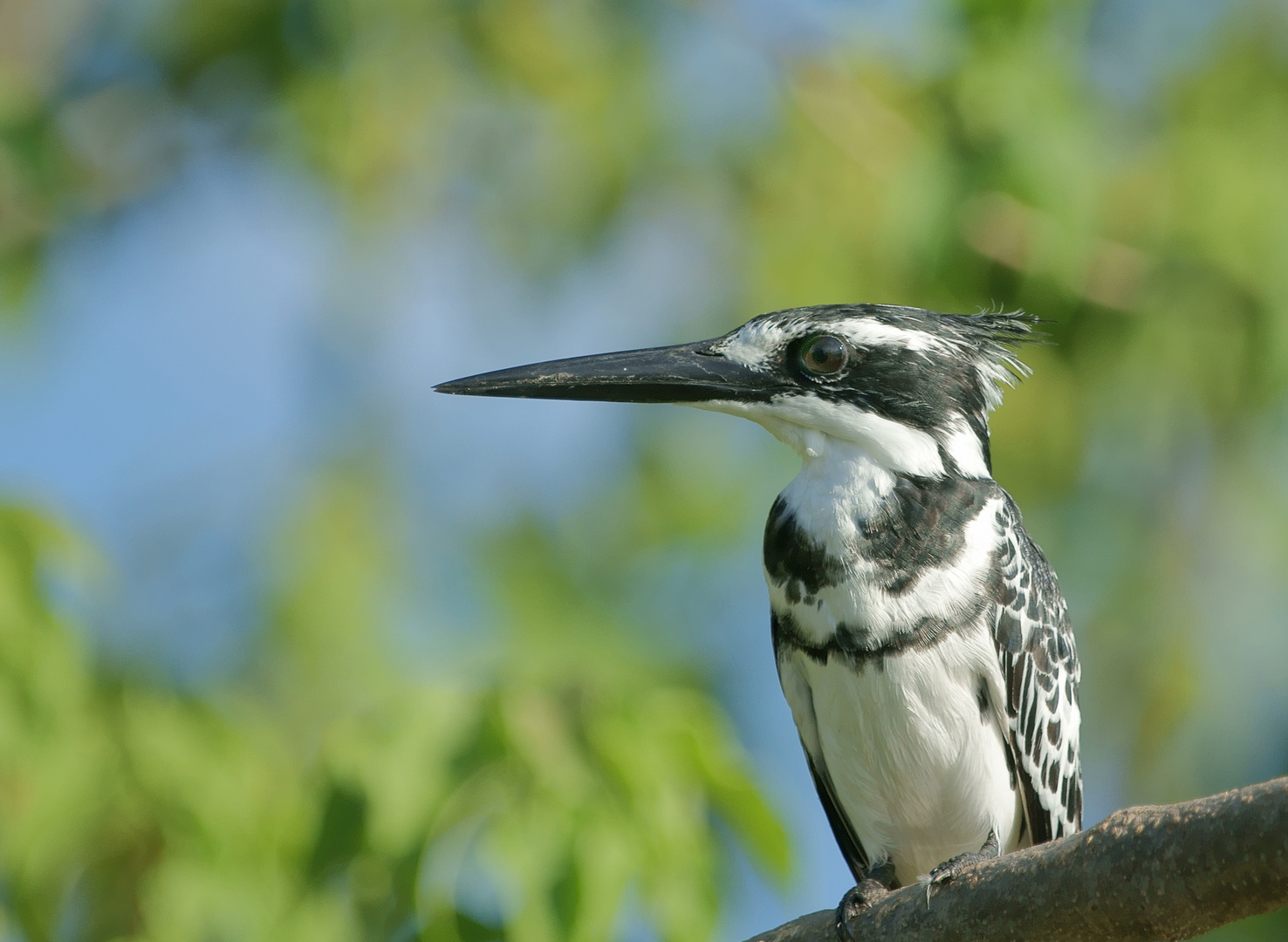 Graufischer (Ceryle rudis)