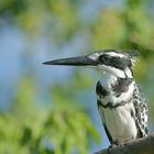 Graufischer (Ceryle rudis)