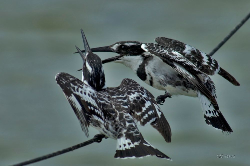 Graufischer  ( Ceryle rudis )