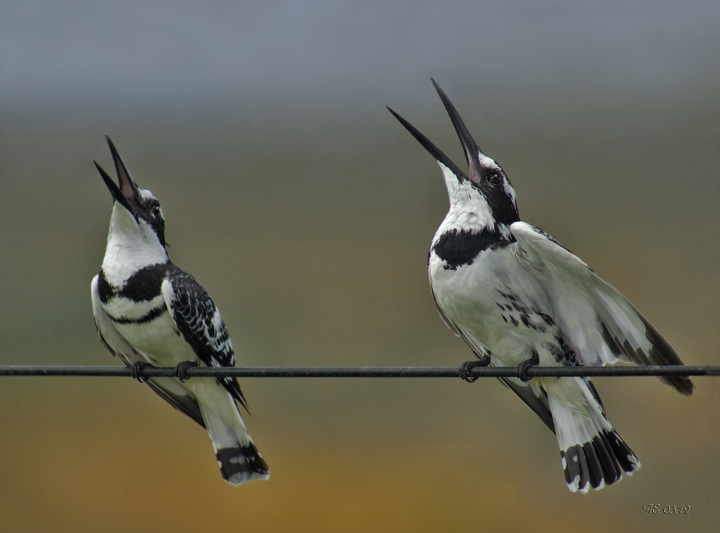 Graufischer ( Ceryle rudis )