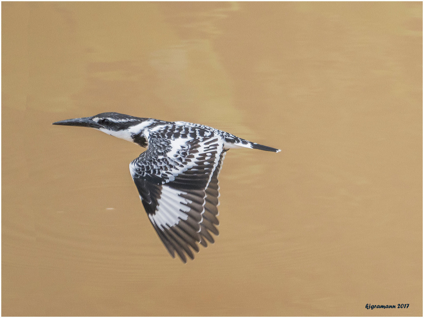 graufischer (ceryle rudis)......