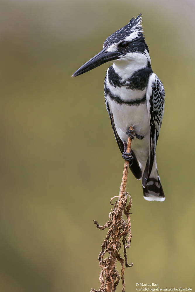 Graufischer (Ceryle rudis)