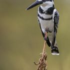 Graufischer (Ceryle rudis)