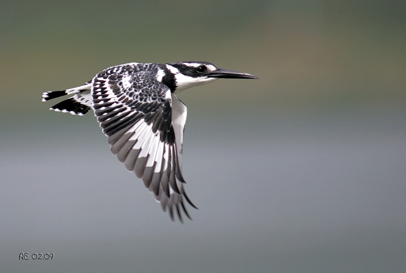 Graufischer (Ceryle rudis )