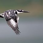 Graufischer (Ceryle rudis )