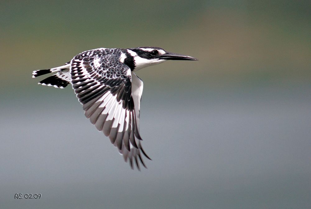 Graufischer (Ceryle rudis )