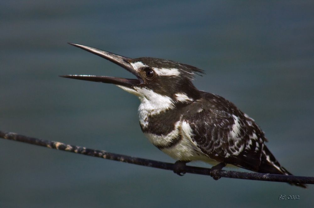 Graufischer ( Ceryle rudis )