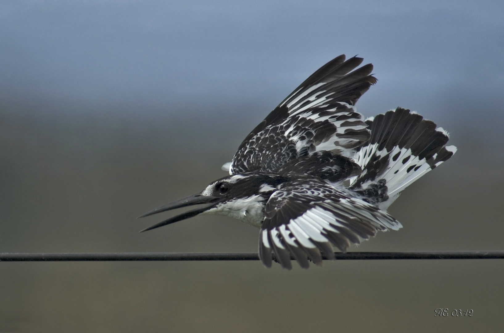 Graufischer ( Ceryle rudis )