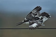 Graufischer ( Ceryle rudis )