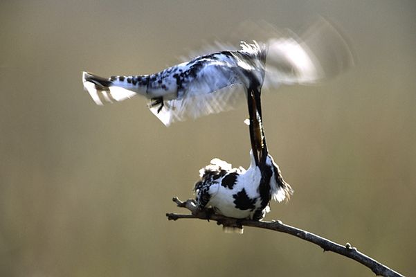 Graufischer (Ceryle rudis) - Brautfütterung