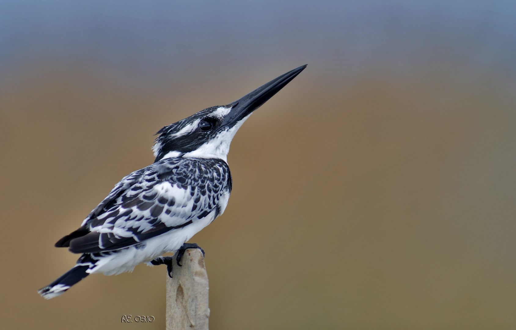 Graufischer (Ceryle rudis)